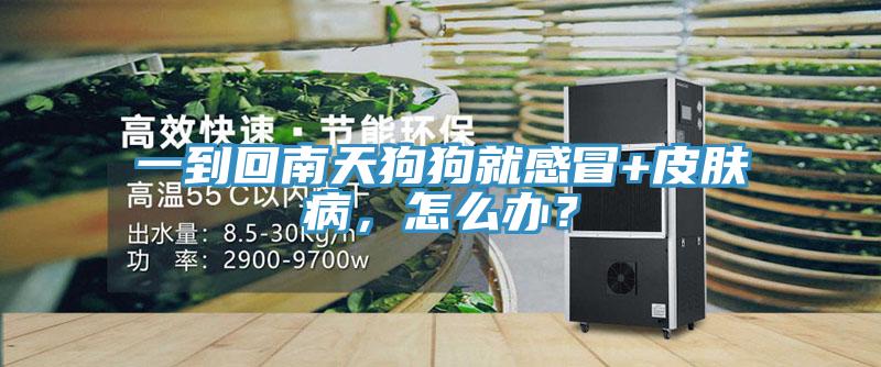 一到回南天狗狗就感冒+皮膚病，怎么辦？
