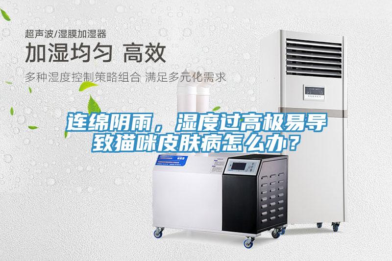 連綿陰雨，濕度過高極易導致貓咪皮膚病怎么辦？